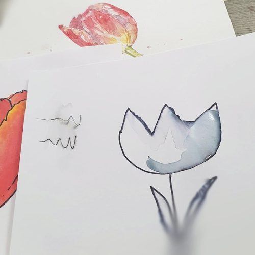 Petr Rychlý kresba tulipánu